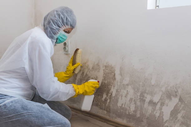 Best Post-Flood Mold Remediation in Tremonton, UT