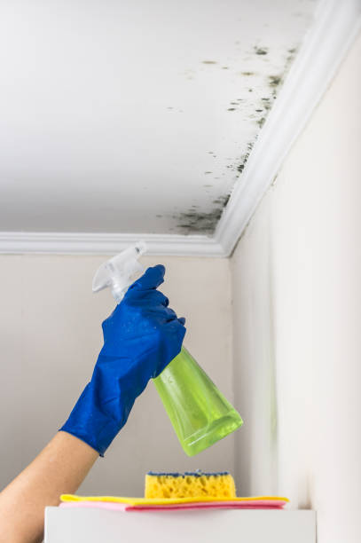 Best Attic Mold Remediation in Tremonton, UT